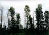 Sissoo dieback 1.jpg (92748 byte)