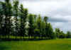 Sissoo trer i markskel.jpg (87332 byte)