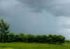 Typisk sissooplantage.jpg (45364 byte)