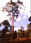 pic13.JPG (34152 byte)